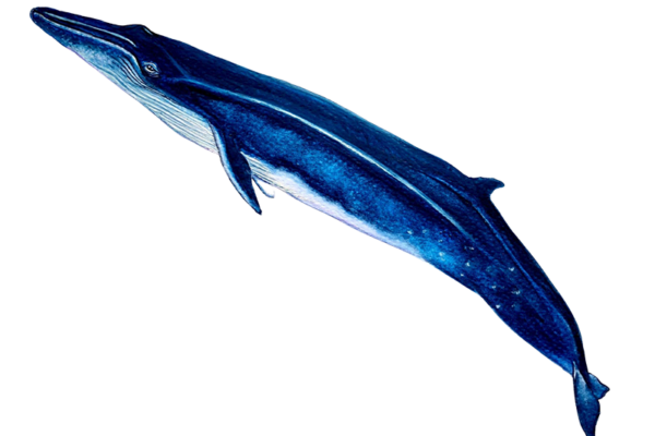 Ballena de Bryde o rorcual tropical
