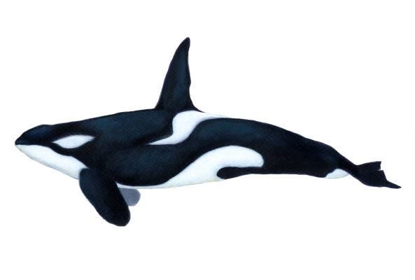 Orca