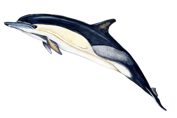 Delfín común