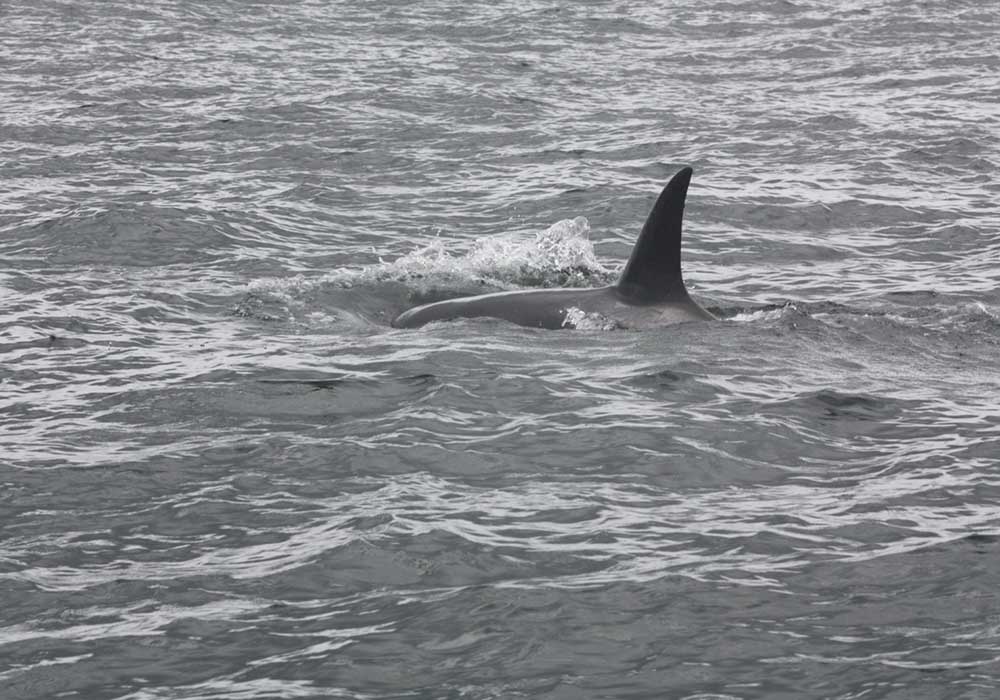 Orca, golfo de Tribugá, R&E