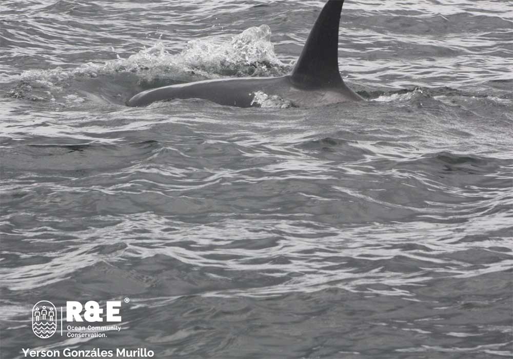 Orca, golfo de Tribugá, R&E