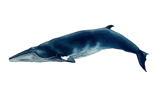 Ballena Minke