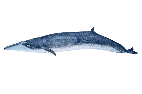 Ballena Sei