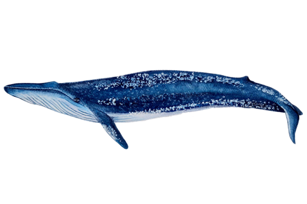 Ballena azul
