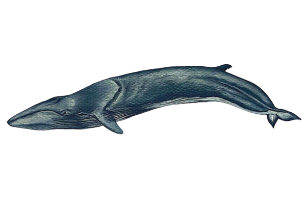 Ballena de aleta o rorcual común
