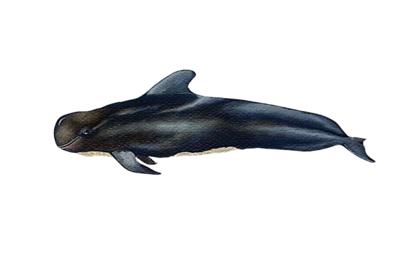 Calderón tropical de aletas cortas o ballena piloto