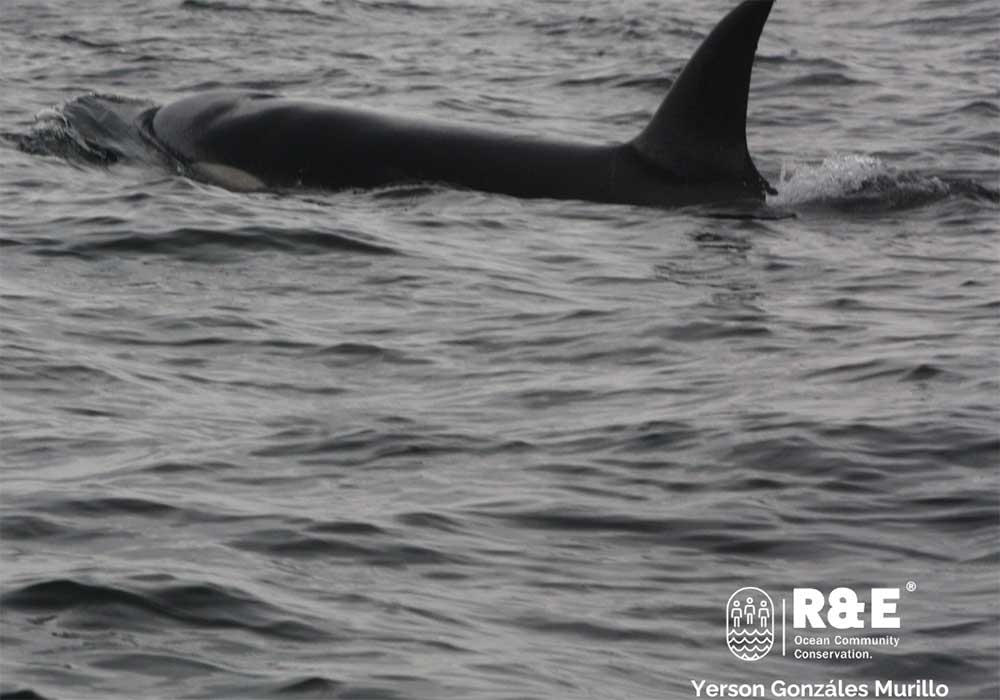 Orca, golfo de Tribugá, R&E