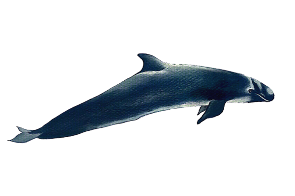 Falsa orca
